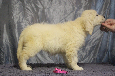 Étalon Golden Retriever - Prestige Line Lover off love