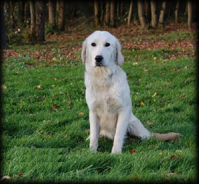 Étalon Golden Retriever - Ukita du domaine des blottieres