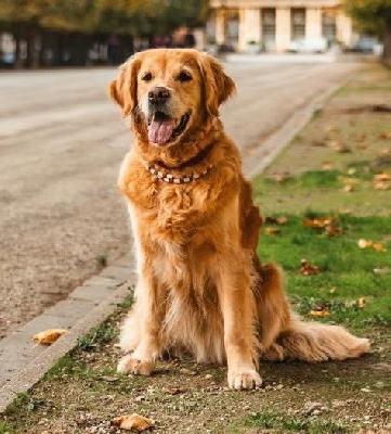 Étalon Golden Retriever - Nyla-by-cannelle Du Ruisseau Des Sapins