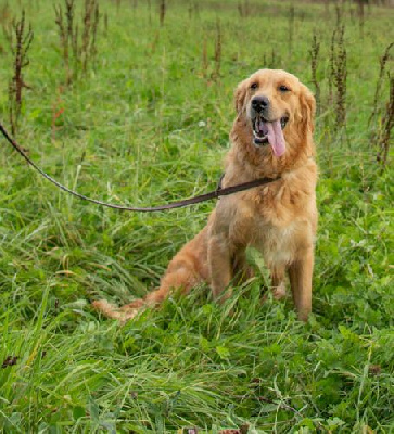 Étalon Golden Retriever - Uzkadi dite kadi D'Aspe & D'Ossau