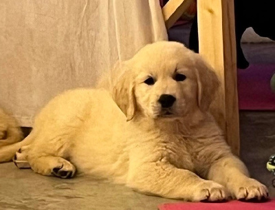 Étalon Golden Retriever - Victoria des sables d'ipaména