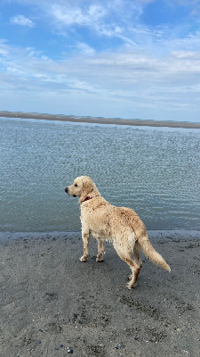 Étalon Golden Retriever - Urbane Des feux d'or