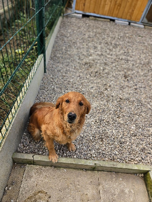 Étalon Golden Retriever - Twix Des Fields D'Austrasie