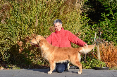 Étalon Golden Retriever - Thethys Du Clos Richard