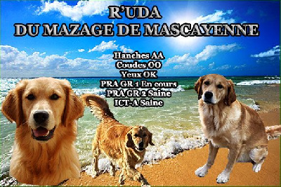 Étalon Golden Retriever - R'uda Du mazage de mascayenne