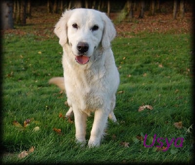 Étalon Golden Retriever - Usya du domaine des blottieres