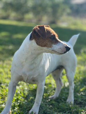 Étalon Jack Russell Terrier - Tagada de la rotja (Sans Affixe)