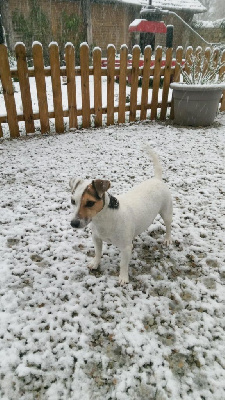 Étalon Jack Russell Terrier - Pin up De L'Etang De Rochefort