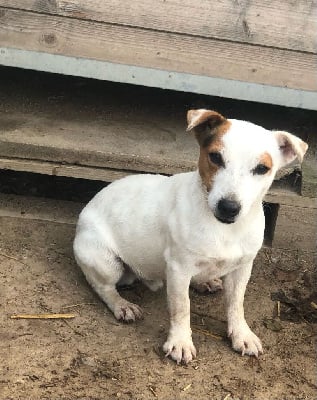 Étalon Jack Russell Terrier - Ugo boss de l'antre des jacks