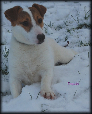 Étalon Jack Russell Terrier - Tequila (Sans Affixe)