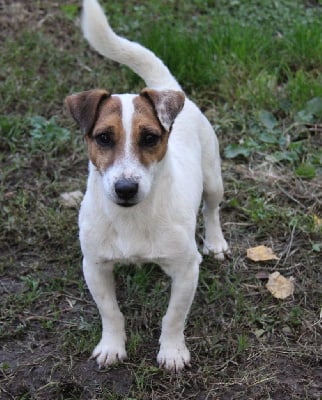 Étalon Jack Russell Terrier - Magician of illusions nunca sem quereis