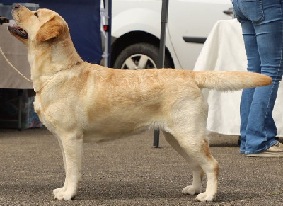 Étalon Labrador Retriever - Taj mahal perle des indes Sweet Braveheart Mélody