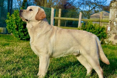 Étalon Labrador Retriever - Denver de sol de las torres