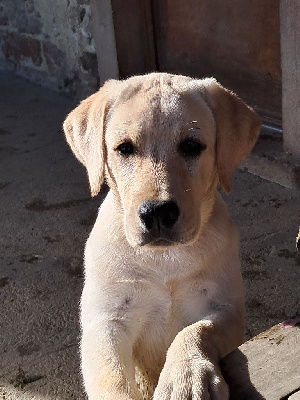 Étalon Labrador Retriever - Vici Of evergreen oak