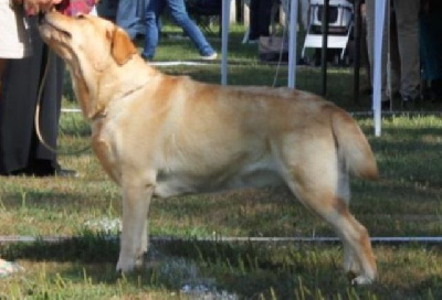 Étalon Labrador Retriever - That's maya de La légende de la loutre