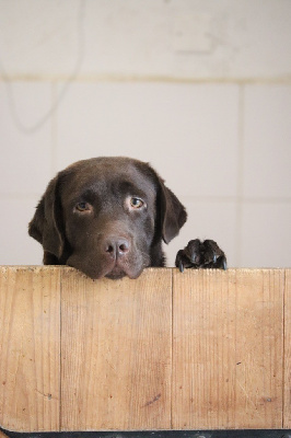 Étalon Labrador Retriever - Serise Du pays fort