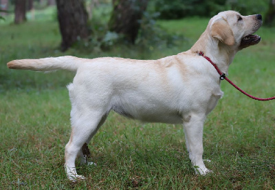 Étalon Labrador Retriever - Venezia serenissima Sweet Braveheart Mélody