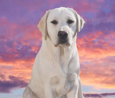 Étalon Labrador Retriever - Virgule Du Royaume De Lecki