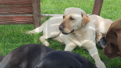 Étalon Labrador Retriever - Pix'elle du verger de la placette