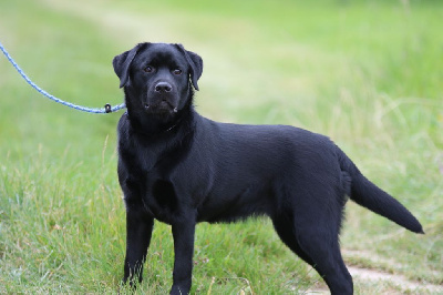 Étalon Labrador Retriever - Utopia allegoria Sweet Braveheart Mélody