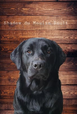 Étalon Labrador Retriever - Shadow Du Moulin Sault