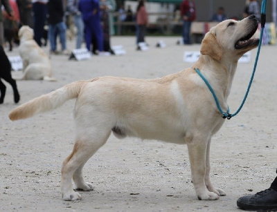 Étalon Labrador Retriever - Vittorio amedeo Sweet Braveheart Mélody