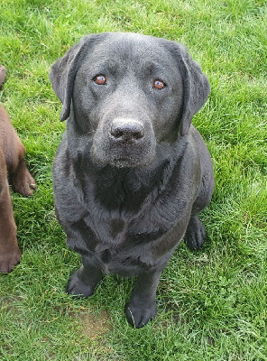 Étalon Labrador Retriever - Ookie (Sans Affixe)