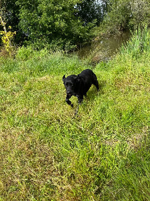 Étalon Labrador Retriever - Simba (Sans Affixe)