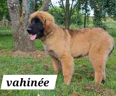 Étalon Leonberger - Vahinee du Pont des Aulnes