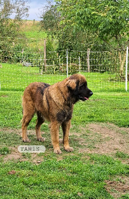 Étalon Leonberger - Tahis du Pont des Aulnes