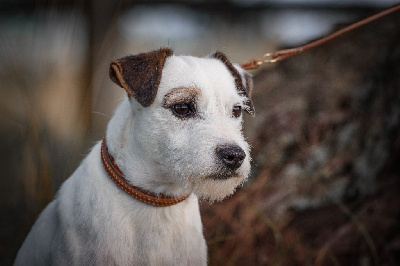 Étalon Parson Russell Terrier - Teal sweet rocket Nunca Sem Quereis