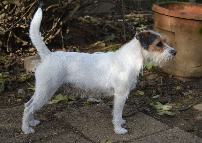 Étalon Parson Russell Terrier - Triumph spitfire Du site corot