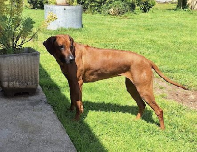 Étalon Rhodesian Ridgeback - Soleil rouge De La Ligue Du Staff'n Co