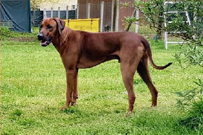 Étalon Rhodesian Ridgeback - Ravel des prouillacs