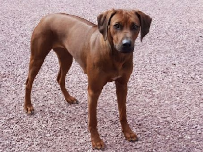 Étalon Rhodesian Ridgeback - Tokyo De La Ligue Du Staff'n Co