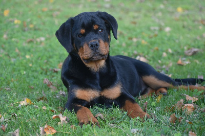 Étalon Rottweiler - Valentina Du Royaume De L'Occitanie