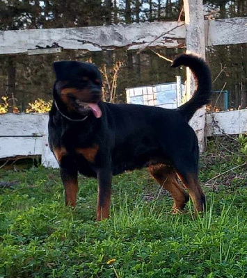 Étalon Rottweiler - Taiga Des Orchidées Du Val Saint Evre