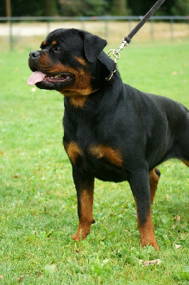 Étalon Rottweiler - Ivy of royal musketeers