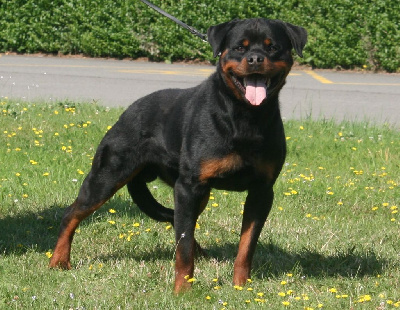 Étalon Rottweiler - Ulrick du champ des louves