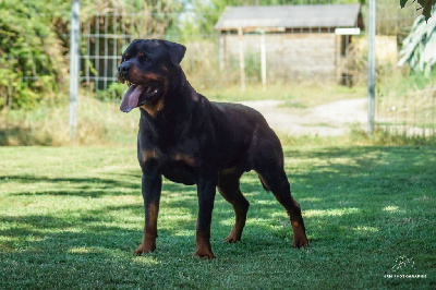 Étalon Rottweiler - Sheitan Imperium Shenron