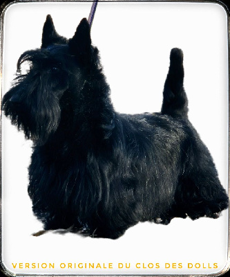 Étalon Scottish Terrier - Version originale Du Clos Des Dolls