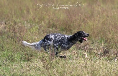 Étalon Setter Anglais - CH. Piaf edith Des Chevaucheurs Du Vent