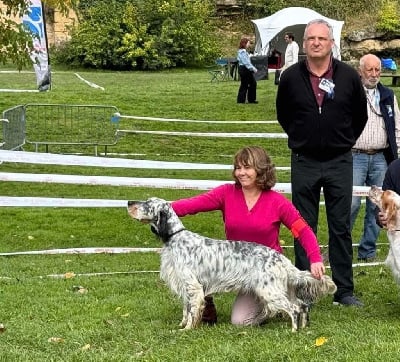 Étalon Setter Anglais - Upside Du Terroir De Saintonge