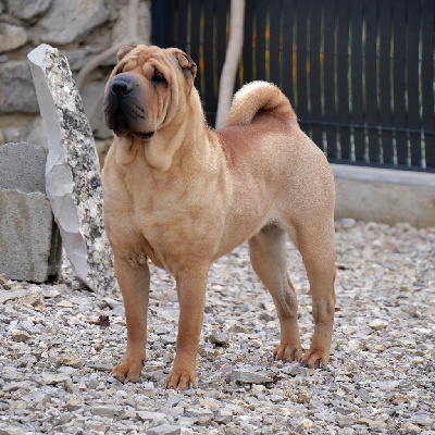 Étalon Shar Pei - Inner Pei’s The best or nothing