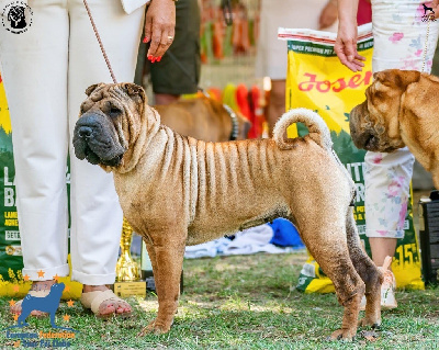 Étalon Shar Pei - i guardiani di huang Di huaccachina