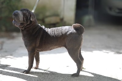 Étalon Shar Pei - Under the sun Du Palais De Xing