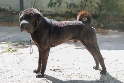 Étalon Shar Pei - Tomorrow is another day Du Palais De Xing