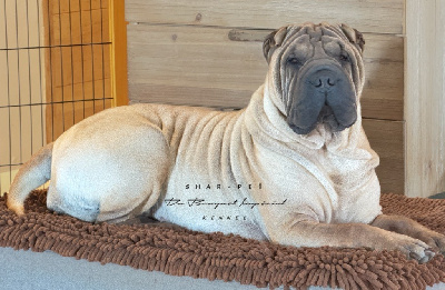 Étalon Shar Pei - U make me feel Du Bouquet Imperial