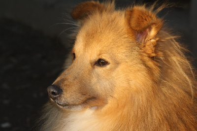 Étalon Shetland Sheepdog - CH. old solar sambiya cinzano Asti