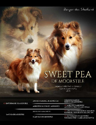 Étalon Shetland Sheepdog - Sweet pea de Moorestile